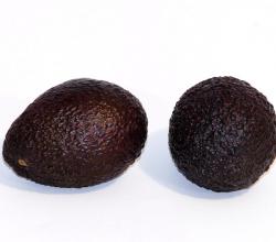 Avocado black